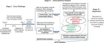 Integrative Transcriptomic Analysis Reveals the Immune Mechanism for a CyHV-3-Resistant Common Carp Strain